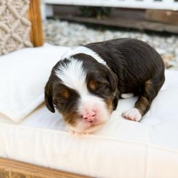 Cici - Tri-color female Bernedoodle puppy in Wamego, Kansas from Doodles of Oz