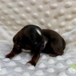 Ivan - Red male Shih Tzu puppy in Alice, Texas from Altas Palmas Shih Tzu