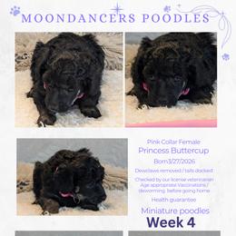Pink Collar Female Princess Buttercup - Black female Poodle puppy in Lillian, Alabama from Moondancers Poodles