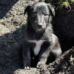 Silken Windhound Puppies from Regalant Silken Windhounds