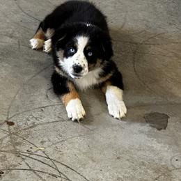 Australian Shepherd Puppies from Hamilton Farms