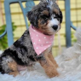 Bernedoodle Puppies from Refined Doodles
