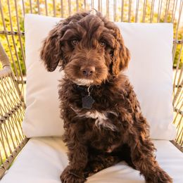 Cocoa Boy - Chocolate Goldendoodle puppy in Lake Wylie, South Carolina from Lake Wylie Doodles
