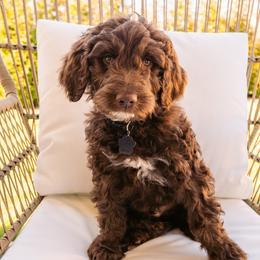 Cocoa Boy - Chocolate Goldendoodle puppy in Lake Wylie, South Carolina from Lake Wylie Doodles