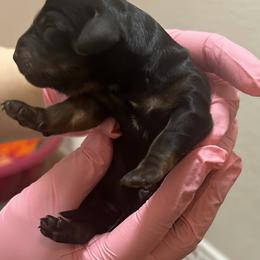 Dachshund Puppies from Justice League Dachshunds