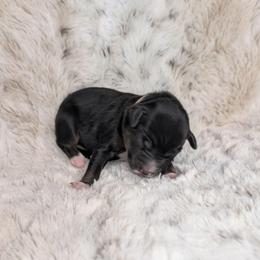 Hecate - Black tri female Miniature Australian Shepherd puppy in Bend, Oregon from Wonderland Aussies
