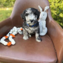 Rocky road - Merle male Whoodle puppy in Gladewater, Texas from Kalin’s K9s