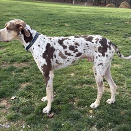 Remi - Great Dane