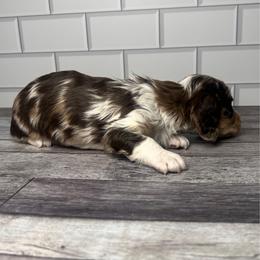 Bruno - Dapple male Dachshund puppy in Miami, Florida from Maitime Dachshund