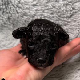 Luna - Black female Poodle puppy in Austin, Texas from C & C Texas Toy Poodles