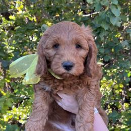 Eden's Yellow Male - Apricot male Goldendoodle puppy in Great Falls, Montana from Montana Goldendoodles