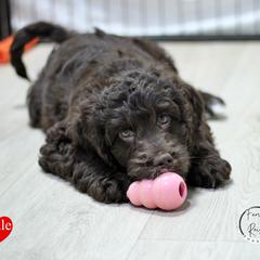 Mr Red - Liver and white male Springerdoodle puppy in Kendall, New York from Family Raised Doodles