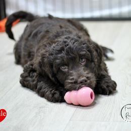 Mr Red - Liver and white male Springerdoodle puppy in Kendall, New York from Family Raised Doodles