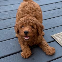 Ava - Red  female Goldendoodle puppy in Germantown, Maryland from Honey Blossom Doodles