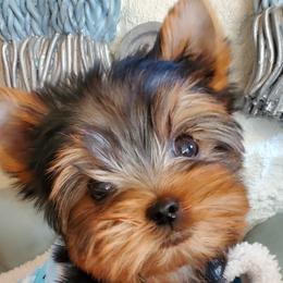 Yorkshire Terriers from Crystal Palace Yorkies