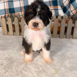 Black Panther - Tri-color female Bernedoodle puppy in Luana, Iowa from Country View Bernedoodles and Goldendoodles
