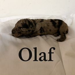 Olaf - Merle male Goldendoodle puppy in Windsor, Colorado from Front Range Family Doodles