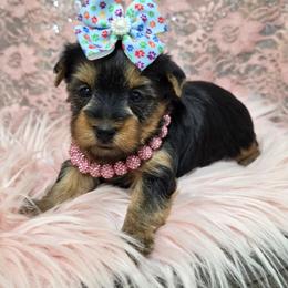 Mercedes - Blue and gold female Yorkshire Terrier puppy in Monticello, Iowa from Ashley’s Puppies