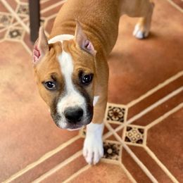 American Staffordshire Terrier Puppies from Liberty Am Staffs