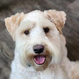 Dexter - Miniature Schnauzer