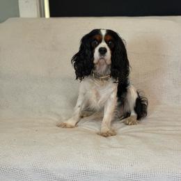 Cavalier King Charles Spaniel puppies from Queen Cavaliers