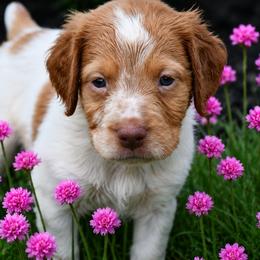 Dune - Orange roan male Brittany puppy in Hollidaysburg, Pennsylvania from Royal Flush Farms