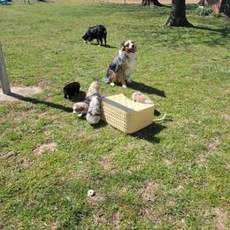 Miniature Australian Shepherd Puppies from Rutland Aussies
