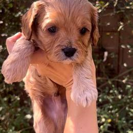Teddy - Apricot male Cavapoo puppy in Gilbert, Arizona from Desert Willow Cavapoos