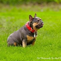Gydget - French Bulldog
