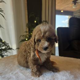 Orange Collar Finn - Red  male Goldendoodle puppy in Bristol, Tennessee from 4goldendoodles
