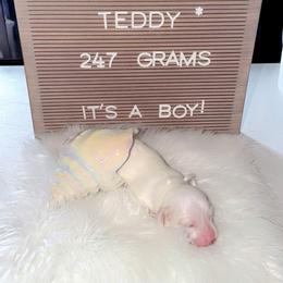 Teddy - Piebald male Dachshund puppy in Fairchance, Pennsylvania from Libby’s Doxies