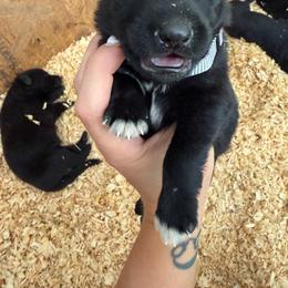 Silver Boy - Black male German Shepherd puppy in Saluda, South Carolina from Ray Ranch, LLC