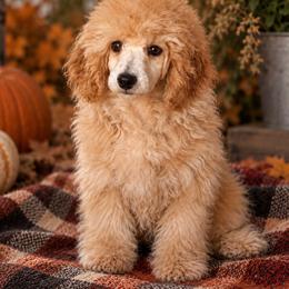 Boy 1 - Apricot male Poodle puppy in Charlotte, North Carolina from Toy Poodle and Maltese Perfection