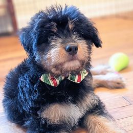 Aussiedoodle, Australian Shepherd, and Golden Retriever Puppies from Hope & Joy Acres
