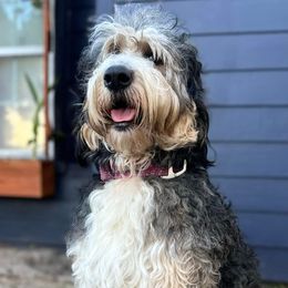 Harley - Bernedoodle