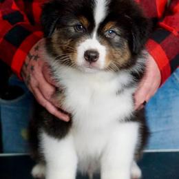 Spider - Black tri-color male Australian Shepherd puppy in Jordan, Indiana from Riverstone