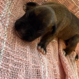 Girl 1 - Brindle male Boxer puppy in Wellsville, Missouri from Casino Boxers