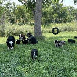 Australian Shepherd Puppies from 303 Aussies