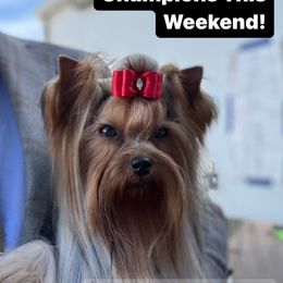 Dusty - Yorkshire Terrier