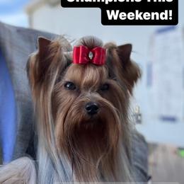 Dusty - Yorkshire Terrier