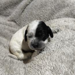 Girl 3 - Black and white female Cockapoo puppy in Joplin, Missouri from Double J Cockapoos