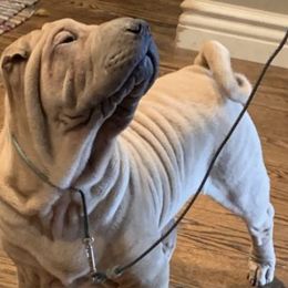 Chinese Shar-Pei from Ruff-Cut Chinese Shar-Pei
