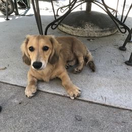 Dachshund Puppies from Forever home dachshunds