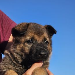 German Shepherd Puppies from Vom Haus Denfors K9