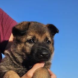 German Shepherd Puppies from Vom Haus Denfors K9