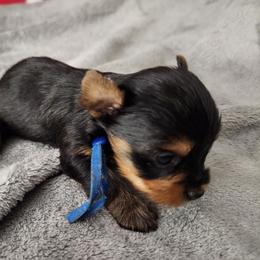 Grunt - Black and tan male Yorkshire Terrier puppy in Sidney, Ohio from Little Yorkie World