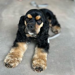 Lady - Cocker Spaniel