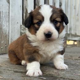 Odin - Sable and white male American Corgi puppy in East Oakdale, California from Rhettro Kennels