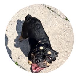Katara - Bulldog puppy in Milwaukee, Wisconsin from Castle Manor Bulldogs