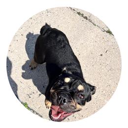 Katara - Bulldog puppy in Milwaukee, Wisconsin from Castle Manor Bulldogs